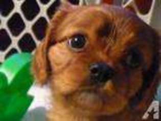 Cavalier King Charles Spaniel Puppy for sale in NORTH BEND, WA, USA