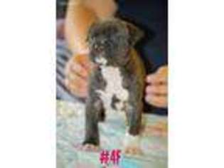American Staffordshire Terrier Puppy for sale in Lake City, MI, USA