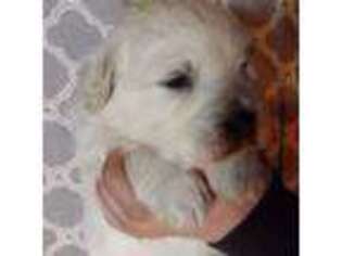 Mutt Puppy for sale in Chariton, IA, USA