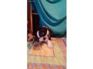 Bulldog Puppy for sale in Strasburg, VA, USA