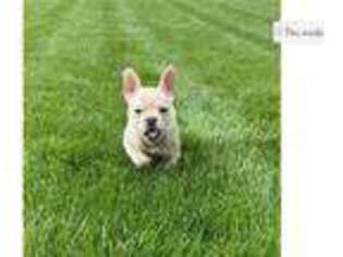 French Bulldog Puppy for sale in South Bend, IN, USA