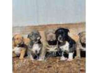 Mutt Puppy for sale in Snowflake, AZ, USA