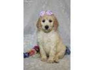 Goldendoodle Puppy for sale in Richland, MO, USA