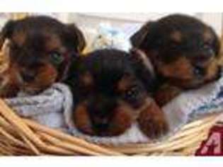 Yorkshire Terrier Puppy for sale in MC KEES ROCKS, PA, USA