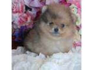 Pomeranian Puppy for sale in Los Angeles, CA, USA