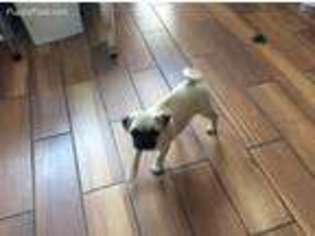 Pug Puppy for sale in Carrollton, OH, USA