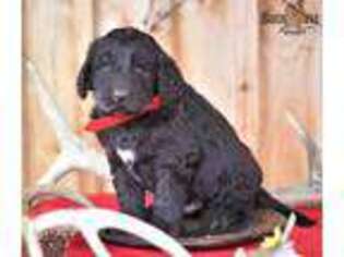 Newfoundland Puppy for sale in Fresno, OH, USA