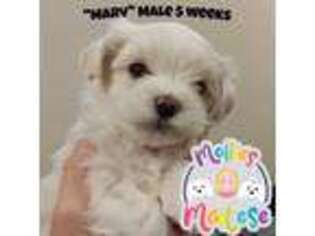 Maltese Puppy for sale in Kannapolis, NC, USA