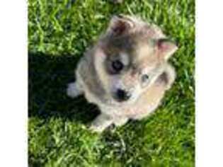 Alaskan Klee Kai Puppy for sale in Loves Park, IL, USA