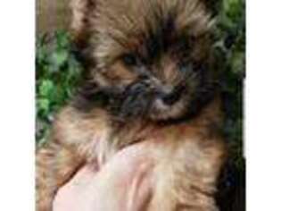 Yorkshire Terrier Puppy for sale in Hot Springs Village, AR, USA