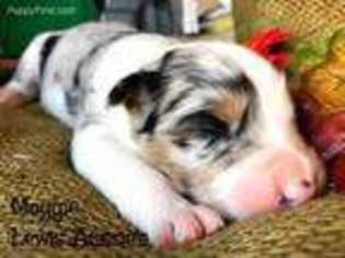 Australian Shepherd Puppy for sale in Purcell, OK, USA