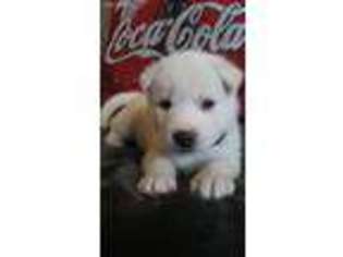 Siberian Husky Puppy for sale in Helena, MT, USA