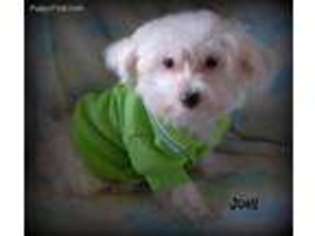 Maltese Puppy for sale in Chagrin Falls, OH, USA