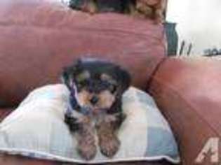 Yorkshire Terrier Puppy for sale in HILLSBOROUGH, NC, USA