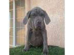 Neapolitan Mastiff Puppy for sale in Unknown, , USA