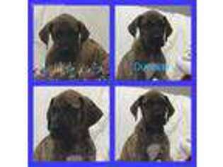 Great Dane Puppy for sale in Armada, MI, USA