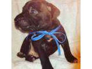 Cane Corso Puppy for sale in Citronelle, AL, USA