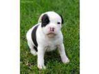 Staffordshire Bull Terrier Puppy for sale in Anchorage, AK, USA