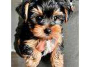 Yorkshire Terrier Puppy for sale in Tacoma, WA, USA