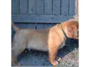 American Bull Dogue De Bordeaux Puppy for sale in Poughkeepsie, NY, USA