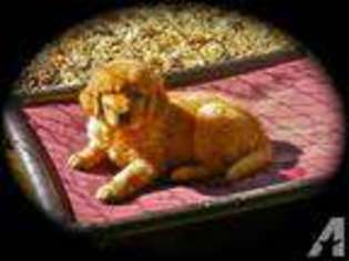 Golden Retriever Puppy for sale in GRASS VALLEY, CA, USA