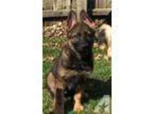 German Shepherd Dog Puppy for sale in TAMPICO, IL, USA