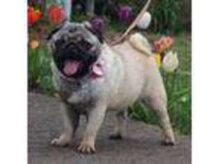 Pug Puppy for sale in Lyndon, KS, USA