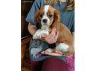 Cavalier King Charles Spaniel Puppy for sale in New London, MN, USA