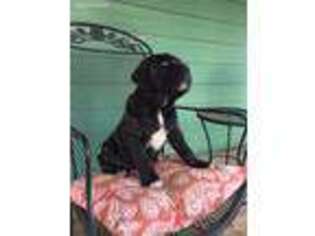 Neapolitan Mastiff Puppy for sale in Klamath Falls, OR, USA