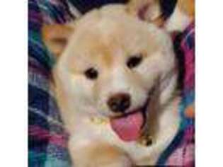 Shiba Inu Puppy for sale in Columbia City, IN, USA