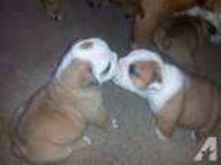 Bulldog Puppy for sale in LOUISVILLE, KY, USA