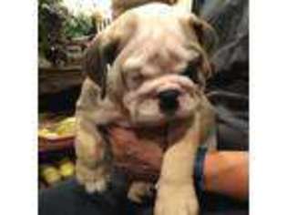 Bulldog Puppy for sale in Allen, TX, USA