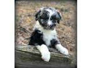 Mutt Puppy for sale in Reston, VA, USA