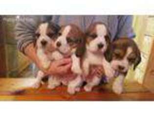 Beagle Puppy for sale in Sulphur Springs, TX, USA