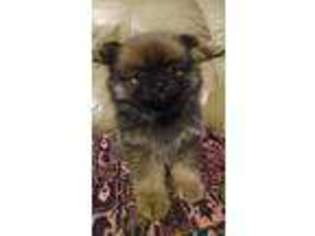 Pomeranian Puppy for sale in Shelby, NC, USA