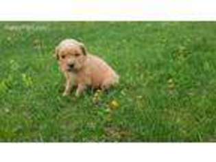 Golden Retriever Puppy for sale in Shade Gap, PA, USA