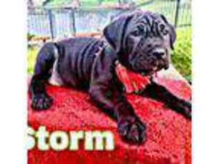 Cane Corso Puppy for sale in Pearland, TX, USA