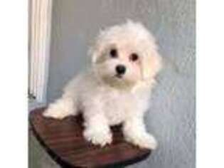 Maltese Puppy for sale in Daly City, CA, USA