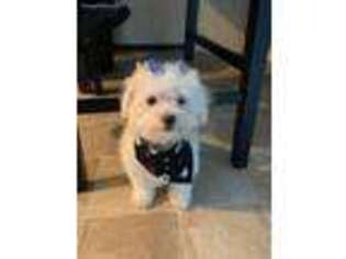 Bichon Frise Puppy for sale in Groveport, OH, USA