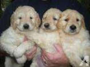 Goldendoodle Puppy for sale in FAIR OAKS, CA, USA