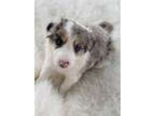 Bearded Collie Puppy for sale in Rock Island, IL, USA