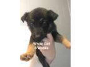 German Shepherd Dog Puppy for sale in Campbellsburg, KY, USA
