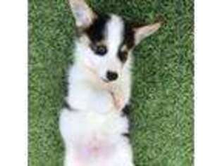 Pembroke Welsh Corgi Puppy for sale in Fresno, CA, USA