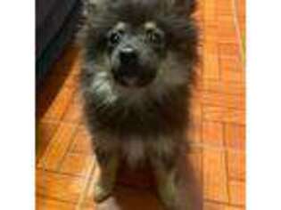 Pomeranian Puppy for sale in Pacoima, CA, USA
