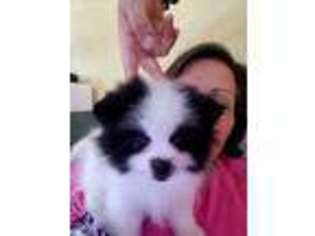 Pomeranian Puppy for sale in Santa Clarita, CA, USA