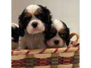 Cavalier King Charles Spaniel Puppy for sale in Woodridge, IL, USA