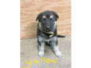 German Shepherd Dog Puppy for sale in Owasso, OK, USA