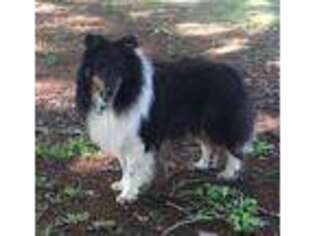 Shetland Sheepdog Puppy for sale in Griffithville, AR, USA