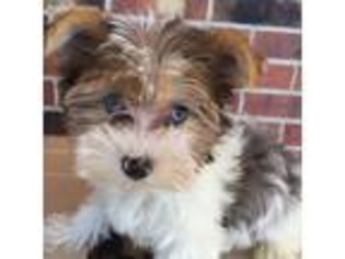 Yorkshire Terrier Puppy for sale in Hudson, FL, USA