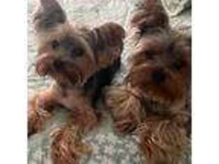 Yorkshire Terrier Puppy for sale in Port Saint Lucie, FL, USA